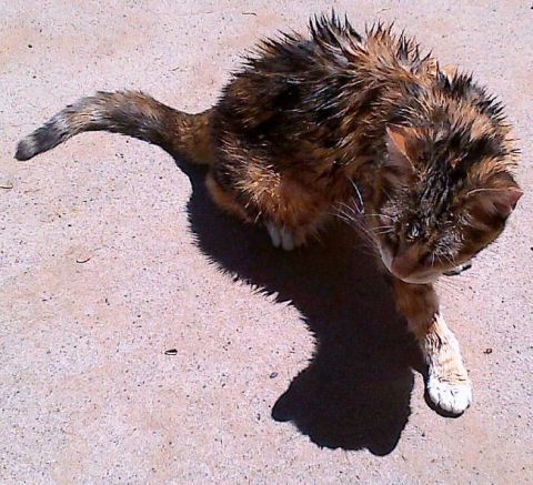 Jazz got an impromptu water hose bath after I found her playing with a dead bird. Totally interrupted my writing sprint.